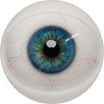 Eyes 11
