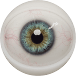 Eyes 12